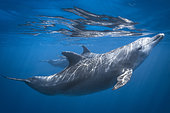 Indian Ocean bottlenose dolphin (Tursiops aduncus) under the surface, Mayotte.