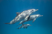 Indian Ocean bottlenose dolphin (Tursiops aduncus) and young in the lagoon, Mayotte.