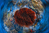 Turn around the anemon, Mayotte