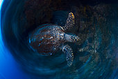 Hawksbill Turtle (Eretmochelys imbricata) in motion, South Boat Pass, Mayotte