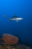 Grey reef shark (Carcharhinus amblyrhynchos) swimming not far from the outer slope of the Mayotte lagoon.