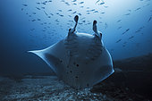 Reef manta ray (Mobula alfredi) facing right in front of the entrance to the cave. Mayotte