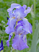 Iris germanica 'Thais' Breeder : Cayeux 1926