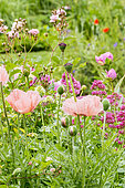 Papaver orientalis 'Princesse Victoria Louise', Rosa 'Penelope', Centranthus ruber