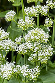 Valériane rouge (Centranthus ruber) à fleurs blanches