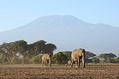 African Elephant d'Afrique (Loxodonta africana) and young in front of Kilimandjaro, Amboseli, Kenya