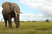 African Elephant d'Afrique (Loxodonta africana) in savanna, Amboseli, Kenya