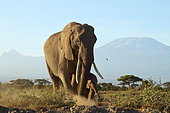 African Elephant d'Afrique (Loxodonta africana) and young in front of Kilimandjaro, Amboseli, Kenya