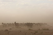 Plains zebra (Equus quagga) in the dust blizzard, Amboseli, Kenya
