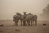 Plains zebra (Equus quagga) in the dust blizzard, Amboseli, Kenya