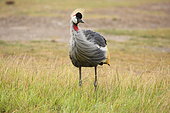 Grey crowned crane (Balearica regulorum) in savanna, Masai Mara, Kenya