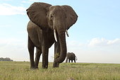 African Elephant d'Afrique (Loxodonta africana) eating in savanna, Amboseli, Kenya