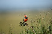 Rosy breasted longclaw (Macronyx ameliae) on a branch, Masai Mara, Kenya