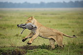 Lion (Panthera leo) lioness catching a young common warthog, Masai Mara, Kenya
