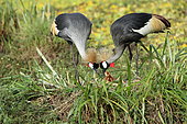 Pair of Grey crowned cranes (Balearica regulorum) and chick at nest, Masai Mara, Kenya