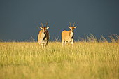 Elands (Taurotragus oryx) in savanna, Kenya