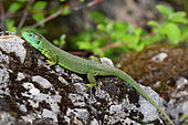 Western Green Lizard (Lacerta bilineata) male, Bollenberg, Haut-Rhin, Alsace, France
