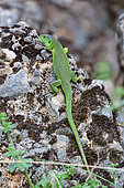 Western Green Lizard (Lacerta bilineata) male, Bollenberg, Haut-Rhin, Alsace, France