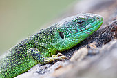 Portrait of Western Green Lizard (Lacerta bilineata) male, Bollenberg, Haut-Rhin, Alsace, France