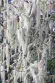 Beard lichen, Doller valley, Haut-Rhin, Alsace, France
