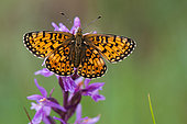 Small Pearl-bordered Fritillary butterfly (Boloria selene) on Narrow-leaved Marsh Orchid (Dactylorhiza traunsteineri), Erbsenthal peatland, Northern Vosges Regional Natural Park, Moselle, France