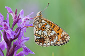Small Pearl-bordered Fritillary butterfly (Boloria selene) on Narrow-leaved Marsh Orchid (Dactylorhiza traunsteineri), Erbsenthal peatland, Northern Vosges Regional Natural Park, Moselle, France