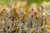 Cladonia sp. coccifera group showing colourful apthecia, Defile de straiture, Vosges, France