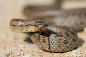 Smooth snake (Coronella austriaca) male tongue-flicking, Ecrouves, Meurthe-et-Moselle, France