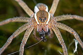 Portrait of a Raft spider (Dolomedes fimbriatus) feeding on a Mayfly, Autreville, Meurthe-et-Moselle, France