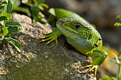 Western Green Lizard (Lacerta bilineata), Bollenberg, Alsace, France