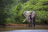 Eléphant d'Afrique (Loxodonta africana) sur la berge, parc national Kruger, Afrique du Sud.