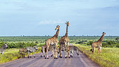 Giraffe (Giraffa camelopardalis) and Plains zebra (Equus quagga burchellii) in Kruger National park, South Africa.