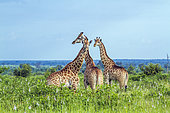 Girafe (Giraffa camelopardalis) dans la savane, parc national Kruger, Afrique du Sud.