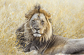African lion (Panthera leo) in Kruger National park, South Africa.