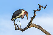 Marabou stork (Leptoptilos crumeniferus) in Kruger National park, South Africa.