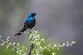 Meves's Glossy Starling in Mapungubwe National park, South Africa. Specie Lamprotornis mevesii family of Sturnidae