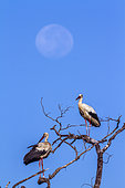 White Stork (Ciconia ciconia) in Kruger National park, South Africa.