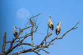 White Stork (Ciconia ciconia) in Kruger National park, South Africa.