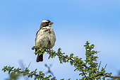 White-browed Sparrow-Weaver (Plocepasser mahali) in Mapungubwe National park, South Africa.