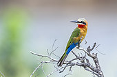 White fronted Bee eater (Merops bullockoides in Kruger National park, South Africa.