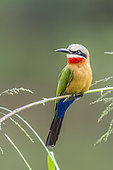 White fronted Bee eater (Merops bullockoides in Kruger National park, South Africa.