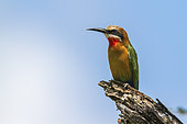 White fronted Bee eater (Merops bullockoides) in Kruger National park, South Africa.