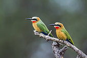 White fronted Bee eater (Merops bullockoides) in Mapungubwe National park, South Africa.