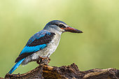 Woodland kingfisher (Halcyon senegalensis) in Mapungubwe National park, South Africa.