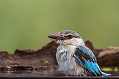 Woodland kingfisher (Halcyon senegalensis) in Mapungubwe National park, South Africa.