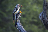 Southern yellow billed hornbill (Tockus leucomelas) in Mapungubwe National park, South Africa.