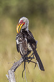Southern yellow billed hornbill (Tockus leucomelas) in Kruger National park, South Africa.