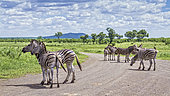 Plains zebra (Equus quagga burchellii) in Kruger National park, South Africa.