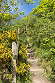 Stairs bordered by gorse, spring, Manche, Normandy, France