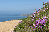 Thrift seapink (Armeria maritima) on the edge of a cliff, Printemps, Manche, Normandy, France.